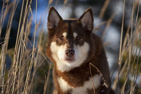 Lapponian Herder Finland Reindeer, Lapponian Herder, Herding Dogs Breeds, Sami People, Spitz Dog, Reindeer Dog, Every Dog Breed, Spitz Dogs, Dog List