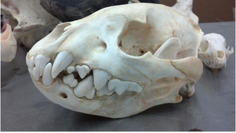 Hyena Skull, Moose Skull, Fox Skull, Skull Anatomy, Skull Sculpture, Skull Collection, Vulture Culture, Roe Deer, Animal Bones