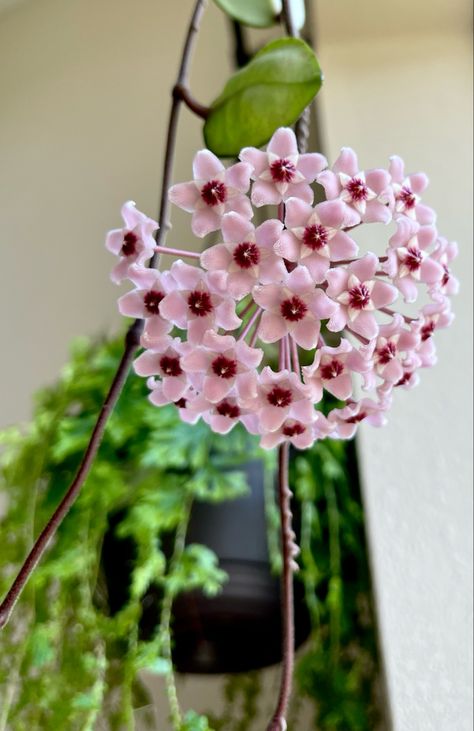 My Hoya Carnosa Krimson Princess keeps blooming 🌸 Krimson Princess Hoya, Hoya Carnosa Krimson Princess, Hoya Krimson Princess, Hoya Bloom, Hoya Bella, Hoya Flowers, Hoya Obovata, Hoya Plant, Santa Helena