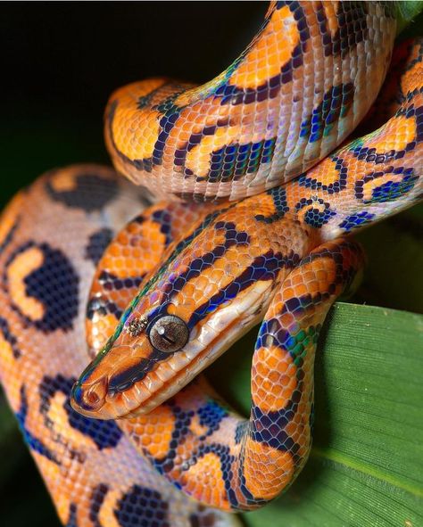 Brazilian Rainbow Boa Enclosure, Boa Constrictor Enclosure, Rainbow Boa Snake, Brazil Wildlife, Brazilian Rainbow Boa, Snake Enclosure, Snake Turtle, Snake Photos, Pretty Snakes