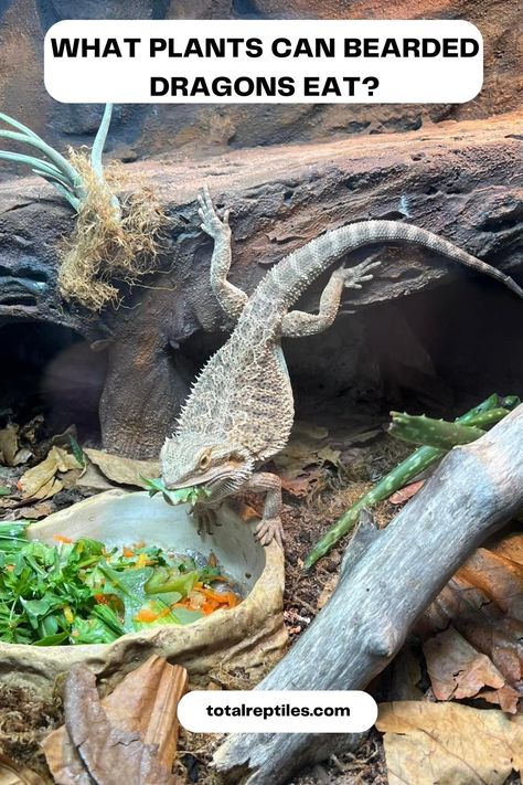 WHAT PLANTS CAN BEARDED DRAGONS EAT Toxic Plants, Bearded Dragon Diet, Dandelion Greens, Turnip Greens, Essential Vitamins, Mustard Greens, Collard Greens, Leafy Greens, Bearded Dragon