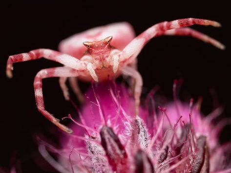 Pink Crab Spider, Flower Crab, Crab Spider, Hybrid Art, Oc Stuff, Love Your Pet, Sweet Soul, Arachnids, Bugs And Insects