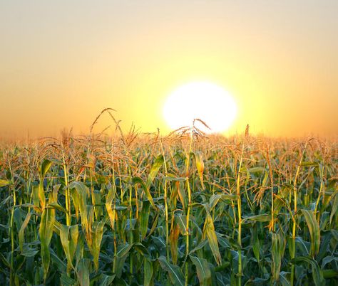 Corn Field, Summer Scenes, Evening Sunset, Field Of Dreams, Picnic Time, Down On The Farm, Wallpaper Gallery, Iphone Background Wallpaper, Wizard Of Oz