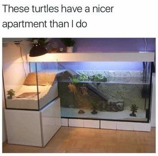 These turtles have a nicer apartment than I do – popular memes on the site ifunny.co 9gag Funny, Memes Of The Day, Retro Humor, Memes Humor, Cool Apartments, Funny Animal Memes, Funny Animal, Animal Memes, Cute Funny Animals