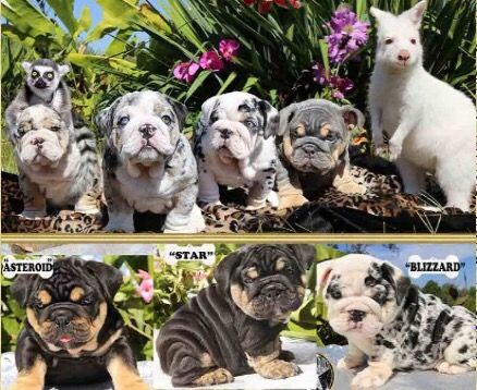 Mini English Bulldog (Shrink-a-bull) Merle English Bulldog, Miniature English Bulldog, Miniature Bulldog, English Bulldog For Sale, Blue Bulldog, Cute Bulldog Puppies, Bulldog Pics, Baby Pugs, Bulldog Puppies For Sale