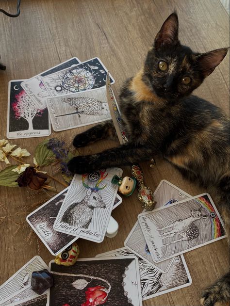 Cat, tarot cards, crystal, knife, magic, witch, familiar, dark academia Cat Familiar Art, Familiars Witch Animal, Crystals Aesthetic Witch, Witch Aesthetic Tarot, Terro Cards, Witch And Familiar, Dark Tarot Cards, Cat Tarot Cards, Esoteric Aesthetic