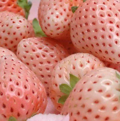 Pink Fruit, Think Food, Looks Yummy, Aesthetic Themes, Strawberry Shortcake, Cute Food, Pink Aesthetic, Cute Pink, Cute Icons