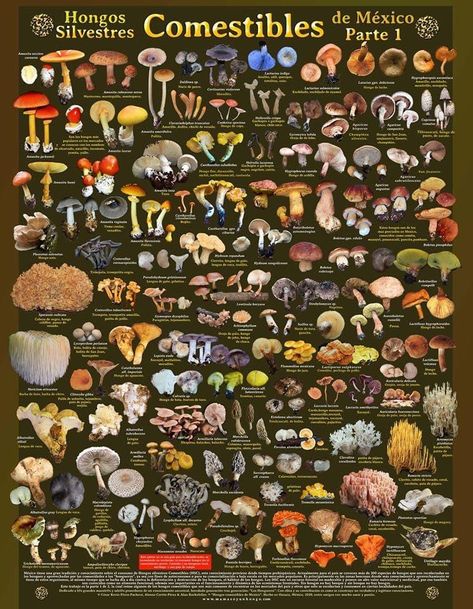 Edible Plants Survival, Mushroom Diagram, Mushroom Identification, Mushroom Species, Types Of Fungi, Mushroom Poster, Crystal Drawing, Slime Mould, Plant Book