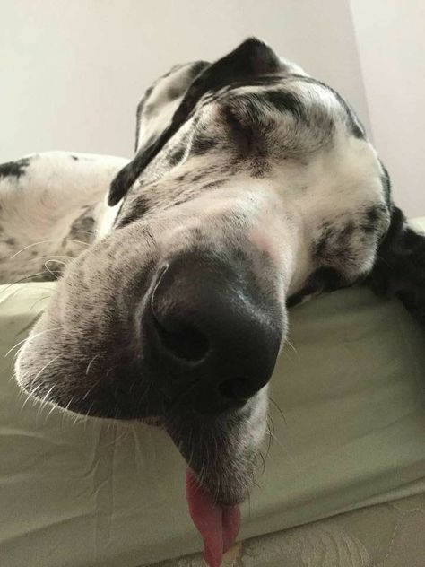 The Great Dane, Great Danes, Great Dane, Not Enough