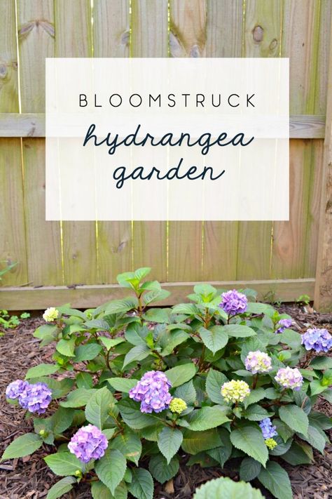 Update to the new corner garden in the back yard - purple blooming Bloomstruck Hydrangeas (ad) https://www.uglyducklinghouse.com/endless-summer-hydrangeas-bloomstruck-twist-n-shout-corner-garden/?utm_campaign=coschedule&utm_source=pinterest&utm_medium=Sarah%20Fogle%20%7C%20The%20Ugly%20Duckling%20House&utm_content=Summer%20Hydrangeas%20In%20Bloom%3A%20a%20Funny%20Twist%20%28%2B%20a%20Giveaway%29 Bloomstruck Endless Summer Hydrangea, Endless Summer Hydrangea Landscaping, Bloom Struck Hydrangea, Hydrangea Bloomstruck, Endless Summer Bloomstruck Hydrangea, Hydrangea Bed, Hydrangeas Landscaping, Hydrangea Types, Twist And Shout Hydrangea