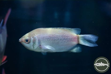 This post explores the reasons behind Kissing Gouramis turning black, addressing concerns around environmental stressors, health problems, and natural aging. Discover insights and practical steps to resolve these issues, ensuring the vibrancy and health of your aquatic pets. Dive into understanding why your Kissing Gourami might exhibit such color changes and maintain their flourishing condition. Kissing Gourami, Aquatic Pets, Health Equipment, Water Movement, All Fish, Natural Aging, Hiding Spots, Plant Health, Tropical Fish