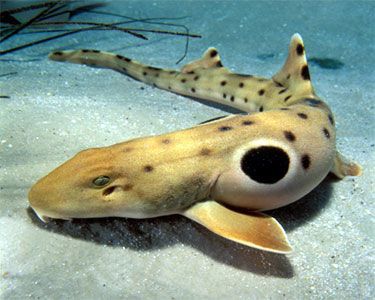 Walking Shark, Carpet Shark, Epaulette Shark, Small Shark, Bawah Air, Fauna Marina, Shark Family, Life Under The Sea, Water Sea