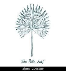 Fan Palm Leaf (Arecaceae), hand drawn doodle, sketch in woodcut style, illustration Stock Photo - Alamy Fan Palm Tattoo, Fan Palm Leaf, Palm Fan, Fan Tattoo, Palm Tattoos, Fan Palm, Palm Fronds, Doodle Sketch, Palm Leaf