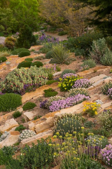 Crevice Rock Garden, Crevice Garden Ideas, Colorado Xeriscape, Crevice Garden, Inspiring Gardens, Conifers Garden, High Country Gardens, Garden Centerpiece, Alpine Garden