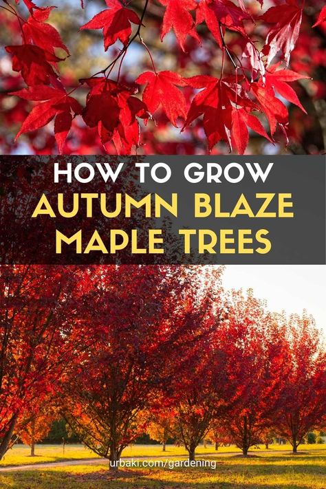 Burning fall maples feature beautiful fall foliage and a well-formed shape, making them an ideal choice for large area landscaping. The fall maple is a hybrid of red maple and silver maple, both native to North America. Their branching pattern is dense and ascending, and they have a rounded or oval crown. Maturity comes quickly for fall maple - they can grow up to two feet per year under the right conditions. In autumn, its leaves turn a bright reddish-orange hue. Best Trees For Fall Foliage, Autumn Blaze Maple Tree, Chinese Maple Tree, Red Maple Tree Landscaping, October Glory Maple, Red Sunset Maple, Maple Tree Landscape, Yard Trees, Autumn Blaze Maple