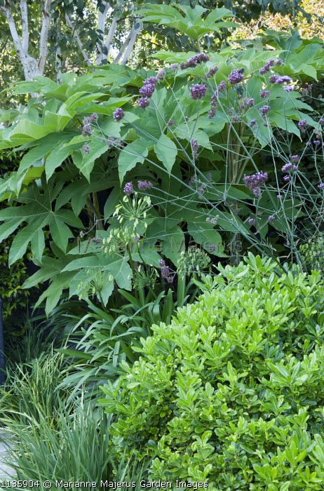 Tetrapanax papyrifer 'Di-Sue-Shan', Verbena bonariensis, Pittosporum tobira 'Nanum', Agapanthus africanus Pittosporum Bannow Bay, Tetrapanax Papyrifer, Pittosporum Tobira, Agapanthus Africanus, Verbena Bonariensis, Border Plants, Garden Images, Small Garden, Garden Ideas