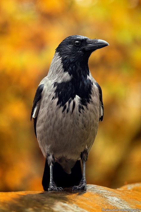 Hooded crow by Josefine #birds #animals Hooded Crow, Crow Photography, Character Sheets, Art Resources, Character Sheet, Bird Photo, Birds, Photography, Animals