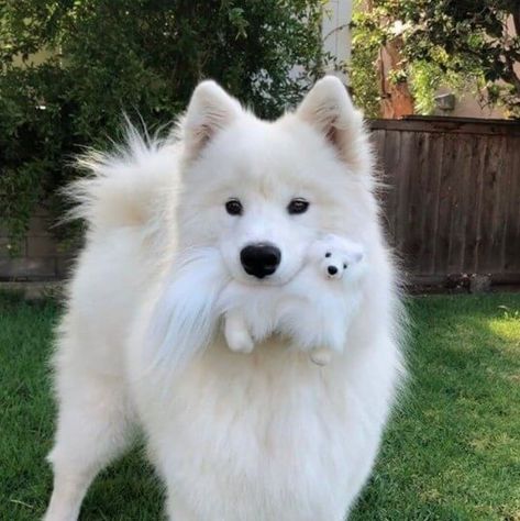 15 Reasons Samoyeds Are Not The Friendly Dogs Everyone Says They Are Samoyed Puppy, Samoyed Dogs, Super Cute Puppies, Really Cute Dogs, Fluffy Dogs, Airedale Terrier, White Dog, Fluffy Animals