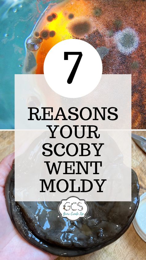 How do you know if your SCOBY is moldy or normal looking? The best way to identify mold on a SCOBY is to closely examine the SCOBY itself. Keep reading to find out why your SCOBY went moldy and how top prevent it from happening again. How To Make Scoby, Water Keifer, Scoby Hotel, Kombucha Scoby, Homemade Kombucha, Fermented Tea, Immune Boosting Foods, Clean Plates, Brewing Equipment