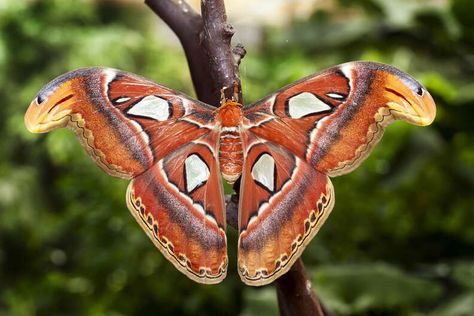 Moth Facts, Gonta Gokuhara, Types Of Moths, Atlas Moth, Damselflies, Moth Caterpillar, Beautiful Bugs, Gentle Giant, Zoology