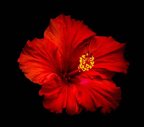 Red Photos, Red Hibiscus Flower, Flowers Black Background, Red Things, Goddess Kali, Flowers Real, Red Hibiscus, Red Pictures, Radiant Red