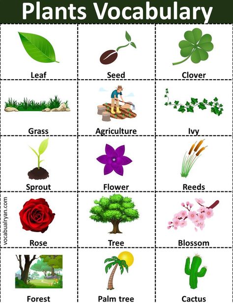 Trees Name In English, Plants Names, Basic English Grammar Book, Plants Worksheets, Plant App, Plant Names, Reading Tutoring, English Grammar Book, Growth Mindset Posters