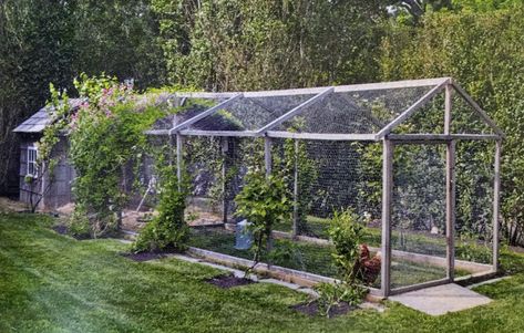 Chicken Coop Veggie Garden, Chicken Aviary, Blueberry Garden, Garden Enclosure Ideas, Garden Enclosure, Balcony Garden Diy, Blueberry Gardening, Farm Property, Vege Garden