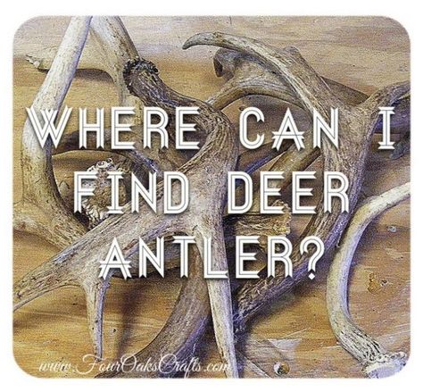 Shed Antler Display Ideas, Deer Shed Ideas, Antler Decorations, Deer Horn Ideas, Antler Keychain, Deer Antler Ideas, Antler Projects, Antler Hunting, Deer Antler Crafts