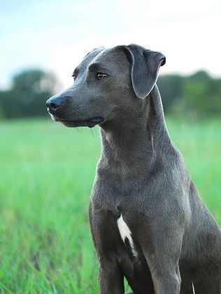 Blue Lacy Dog, Blue Lacy, American Dog, Rare Breed, Hunting Dogs, Working Dogs, Pitbull Terrier, Training Your Dog, Dog Names