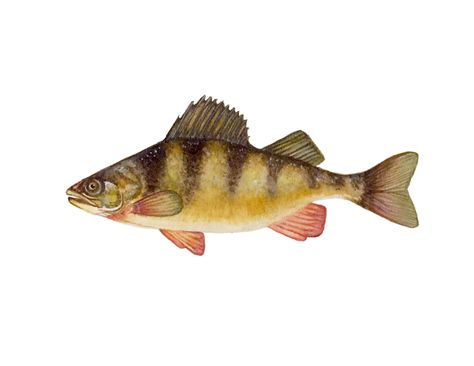 Yellow perch watercolor illustration Perch Fish, Yellow Perch, Perch Fishing, Wildlife Artwork, Watercolor Fish, Drawing Tutorials, Food Illustrations, Creature Art, Marine Life