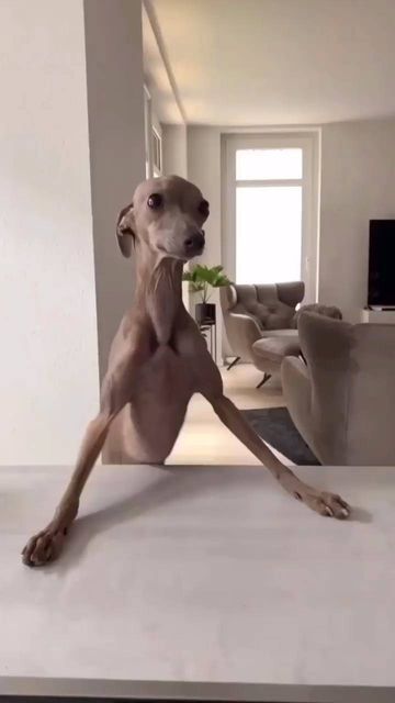 IGGY on Instagram: "This one never gets old. 🐶😂🫶 Courtesy of @puccini_and_paganini ▶️Join our @iloveeiggy community 💥 to enjoy Daily Dose of Italian Greyhounds Cuteness 💞 💘 Use our #iloveeiggy and tag us in your post to get featured {We also help to grow your profile organically. DM me if you're interested :)} • • • #itsaniggything #greyhoundcuteness #iggypuppy #sighthoundsofinstagram #longdog #iggylove #iggiesofinstagram #italiangreyhoundlove #italiangreyhoundlife #iggygram #greyhoundli Whippet Dog Puppy, Greyhounds Funny, Puppies Cutest, Dog Dance, Italian Greyhound Puppies, Greyhound Puppy, Whippet Puppies, Italian Greyhound Dog, Goofy Dog