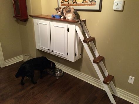 Cat ledge that I built to keep the dogs from eating their food and to prevent the cats from walking on our counter: Cat Feeding Station Dog Proof, Cat Food Station, Cat Feeding Station, Pet Station, Pet Feeding Station, Cat Towers, Cat Allergies, Cats Diy Projects, Cat Playground