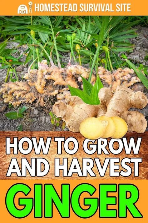 Harvesting Ginger Root, Ginger Growing, Growing Ginger Indoors, Hammock Area, Grow Turmeric, Store Vegetables, Herbs Growing, Vege Garden, Growing Vegetables In Pots