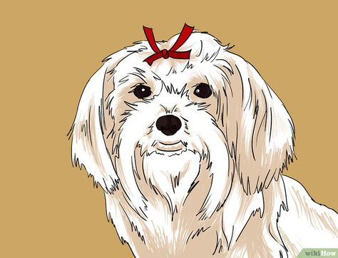 How to Draw a Cute Maltese Dog Face: 12 Steps (with Pictures) Dog Face Drawing, Cute Maltese, Bad Drawings, Maltese Dog, Cute Little Puppies, Maltese Puppy, Maltese Dogs, Happy Puppy, Puppy Care