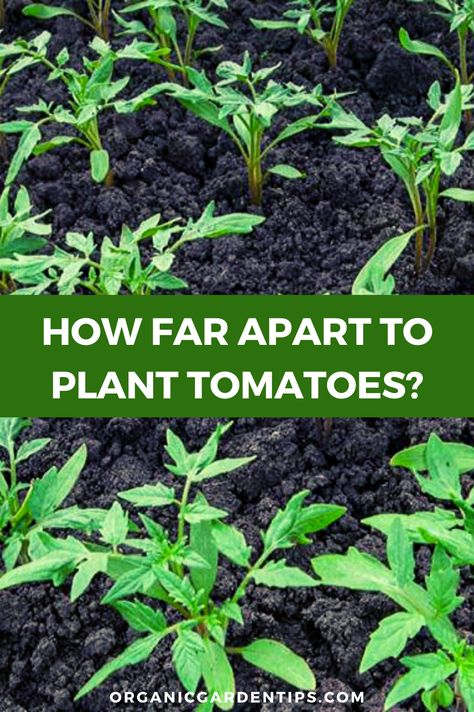 Plant Tomatoes, Growing Tomatoes From Seed, Tomato Growing, Tall Indoor Plants, Plant Vegetables, Types Of Tomatoes, Tomato Seedlings, Planting Tips, Vegetable Garden Raised Beds