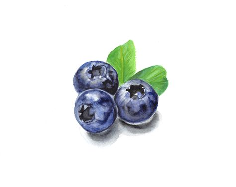 Watercolor Blueberries, Hatch Drawing, Professional Watercolor, Watercolor Paintings For Beginners, Watercolor Fruit, Free Printable Art, Watercolor Sketchbook, 수채화 그림, Nature Drawing