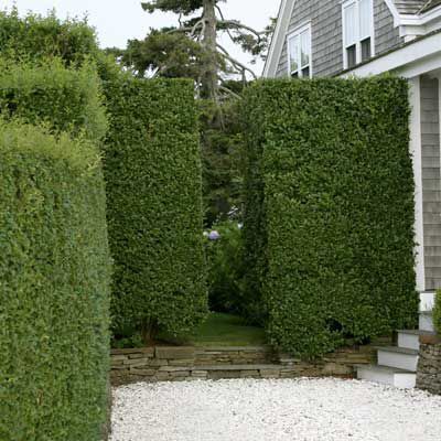 Privet Hedge: A Quick Guide to Planting and Pruning - This Old House Stockade Fence, Privet Hedge, Noise Barrier, Concrete Path, Privacy Hedge, Garden Hedges, Living Fence, Grasses Landscaping, This Old House