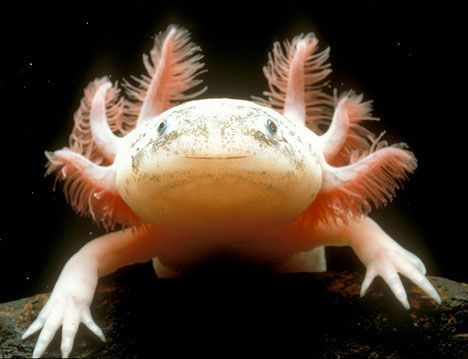 Ubercool "Mexican walking fish" Nearing Extinction : TreeHugger Albino Axolotl, Weird Sea Creatures, Bizarre Animals, Ugly Animals, Albino Animals, Reptiles And Amphibians, Sea Fish, Weird Animals, Endangered Species