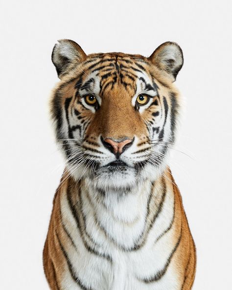 These Professional Portraits of Animals Evoke Human Emotion | WIRED Tiger Conservation, Viborg, Simple Portrait, Male Lion, Bengal Tiger, The Eagles, Cheetahs, Animal Books, Large Cats