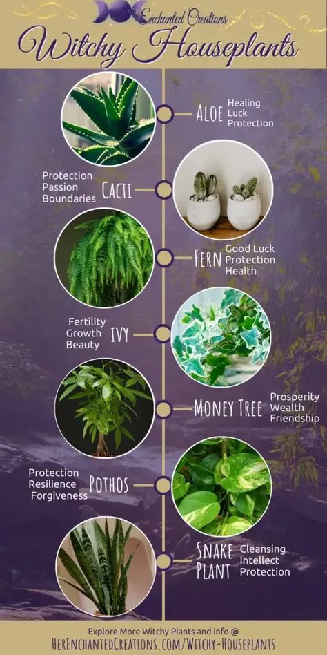 Embrace the Enchantment: Witchy Houseplants - Her Enchanted Creations Witchy Houseplants, Witchy House Decor, Inside Gardening, Spiritual Room Decor, Witchy Garden, Witchy House, Potted Ferns, Lucky Bamboo Plants, Spiritual Realm