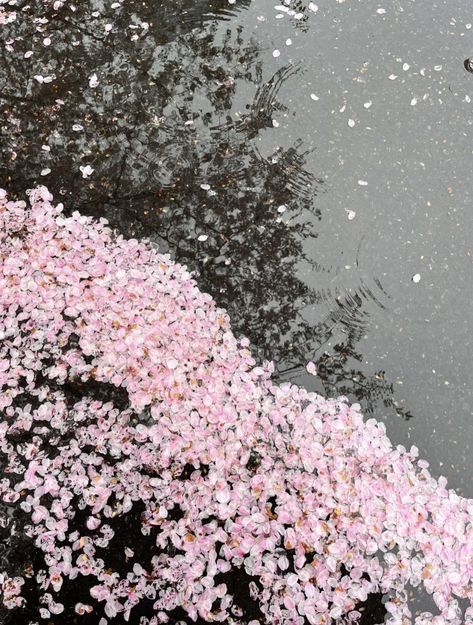 ʚ kimi ɞ on Twitter: "cherry blossom petals x rain https://t.co/LjT4yxo0kl" / Twitter Cherry Blossom Petals, Soft Pink Theme, Flowers Blooming, Nothing But Flowers, Japan Aesthetic, Flower Therapy, Pinturas Disney, Pink Themes, Japanese Aesthetic