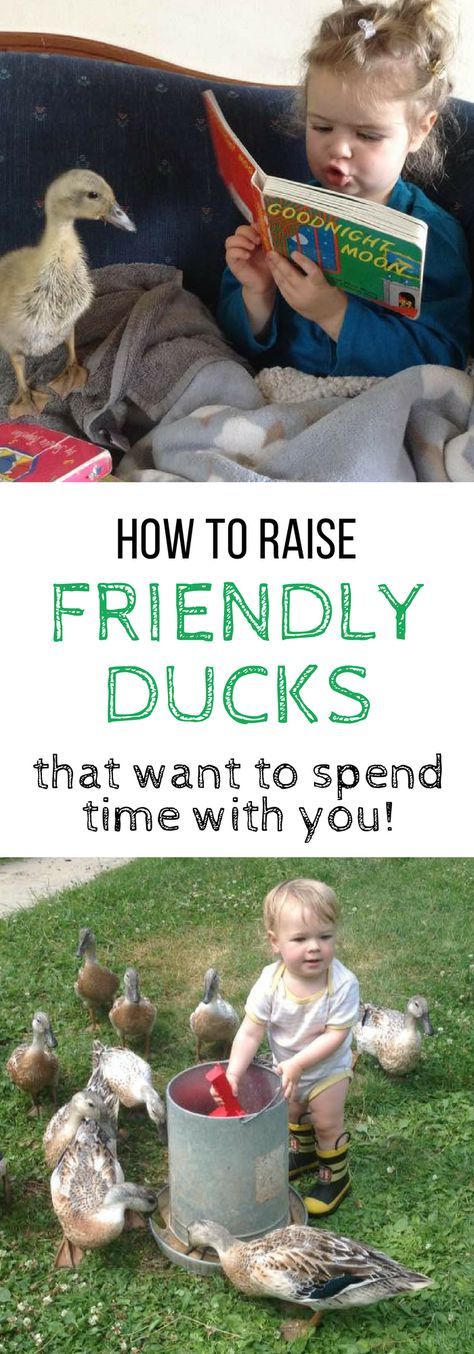 Keeping Ducks, Raising Turkeys, Backyard Ducks, Baby Chicks Raising, Duck Breeds, Duck Coop, Chicken Diet, Duck Farming, Raising Ducks