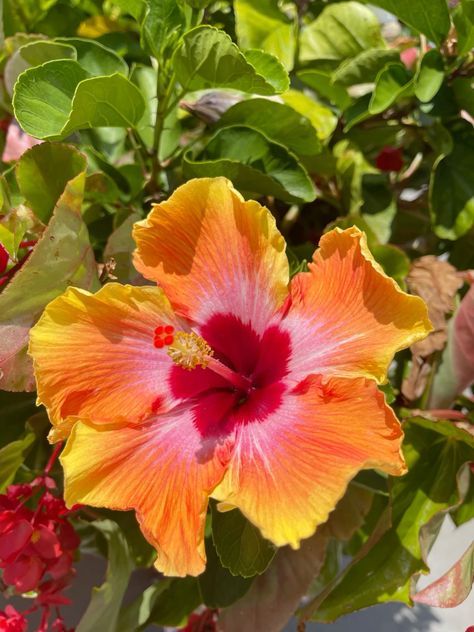 Hiscubus Flower, Hibiscus Garden Landscaping, Habisquis Flower, Hisbusic Flower, Fav Flower, Pretty Flowers Pictures, Hawaii Hibiscus, Hawaiian Hibiscus, Tropical Hibiscus