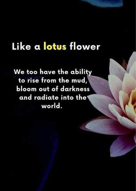 Lotus Flower Quote, Flower Quotes, Growing Flowers, Lotus Flower, Lotus, Mindfulness, Healing, Quotes, Flowers