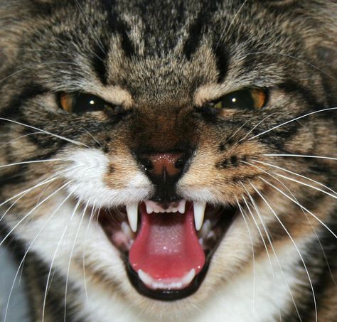 White muzzle black lips hiiiiiiiiiisssssssssssss!!!!!!!! Teeth Tattoo, Cat Teeth, Cat References, Cat Expressions, Here Kitty Kitty, Cat Parents, Ugly Cat, Cat Species, Cat Reference