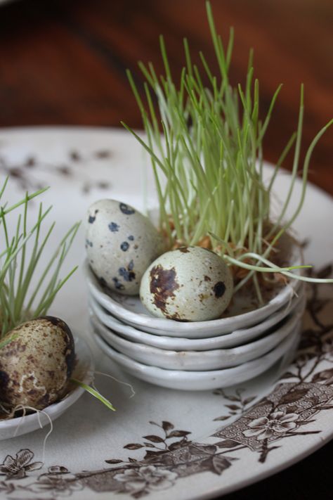 Quails, Brown Transferware, Easter Inspiration, Quail Eggs, Spring Table, Easter Time, Hoppy Easter, Easter Celebration, Hard Boiled