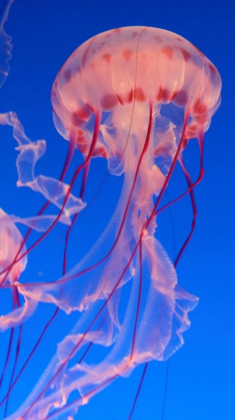 People Online, Snakes, Jellyfish, The Land, The Beauty, Swimming, Water, Blue