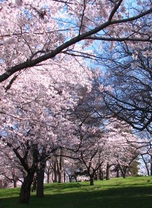 cherry blossoms High Park Toronto, Visit Toronto, Chess Club, Spring Photoshoot, Pink Cherry, Spring Is Here, Toronto Ontario, Beautiful Tree, Toronto Canada