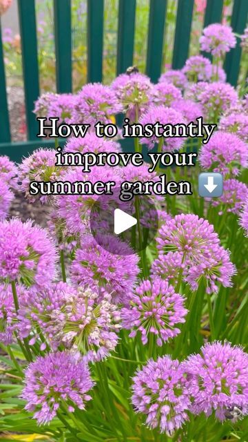 Stacy Ling | Flower Gardening for Beginners on Instagram: "Planting serendipity alliums can instantly enhance your summer garden. Are you growing it yet? If not you should! 🌸

These perennial plants produce striking, globe-shaped purple blooms that add a unique and eye-catching element to your garden, serving as focal points amidst other flowers. 🌸

With their compact, clump-forming growth habit, serendipity alliums are perfect for borders, edging, or as accents in mixed flower beds. Blooming in mid to late summer, they fill the gap between spring and fall flowers, ensuring continuous color and interest in your garden. Even when not in bloom, their strappy, blue-green leaves provide texture and contrast, maintaining garden appeal.🌸

Serendipity alliums are also low-maintenance, as they Deer And Rabbit, Attracting Bees, Focal Points, Perennial Garden, Gardening For Beginners, Perennial Plants, Drought Tolerant, Late Summer, Summer Garden