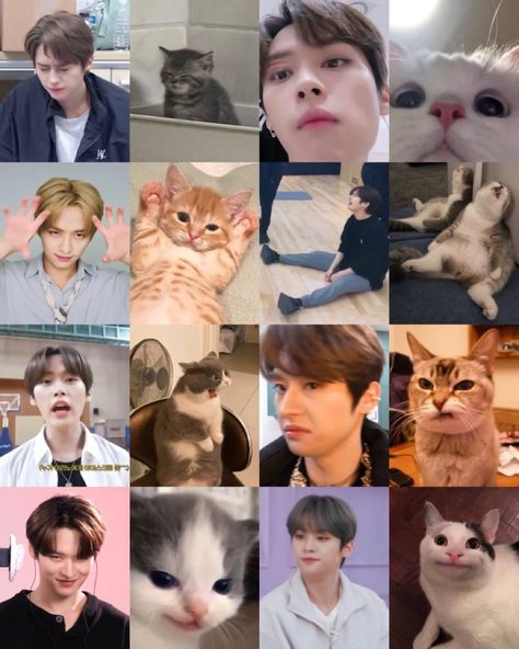 Lee know, minho, skz, stray kids, cat Leeknow Cats, Minho Aesthetic, Digimon Crests, Minho's Cats, Stay Kind, Kids Zoo, Stary Kids, Skz Memes, Sisters Funny